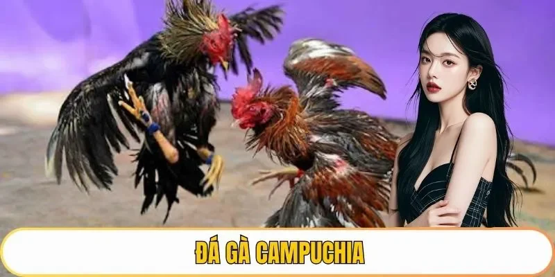 đá gà campuchia