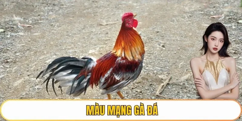 màu mạng gà đá